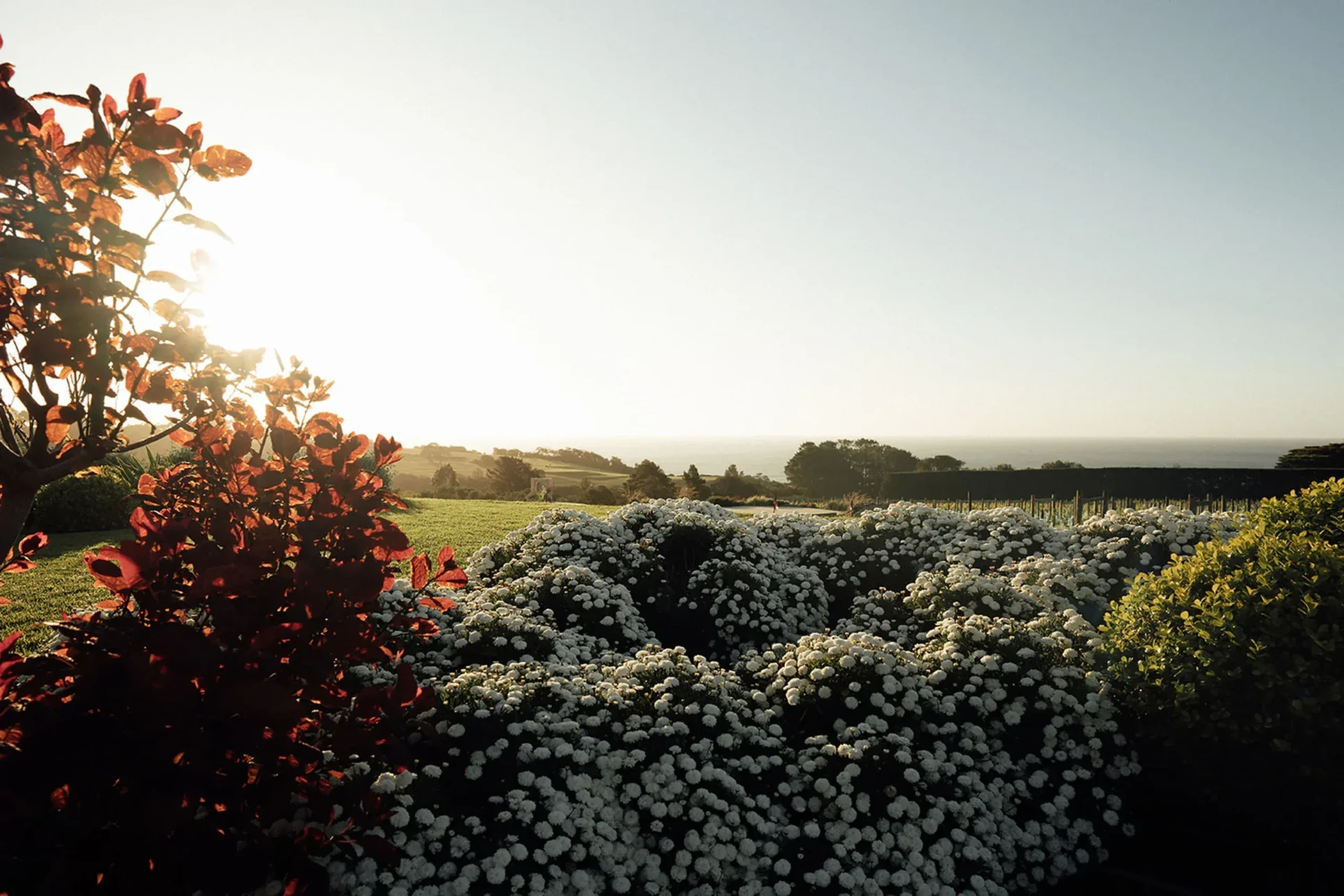 Golden hour over the Sunnyside gardens and ocean